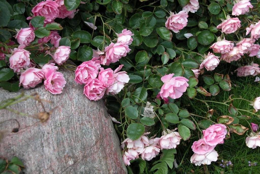 Hopfengarten, Whg 9 * Westerland